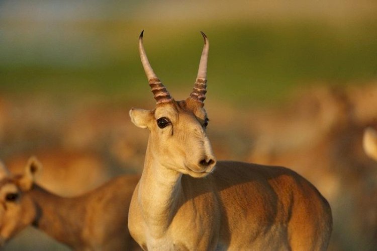 Елдегі киік мүйіздерін сыртқа сату жағы қарастырылып жатыр