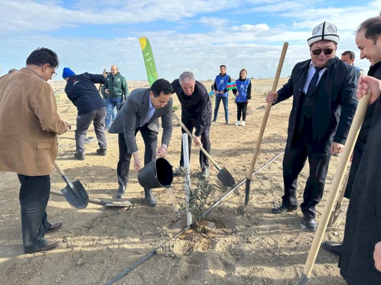 Қазақстанның Әзербайжандағы елшісі  Зәйтүн ағашын  отырғызды