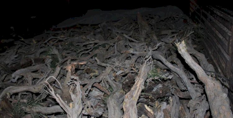 Ағаштарды заңсыз кесу бойынша 100 қылмыстық іс қозғалды