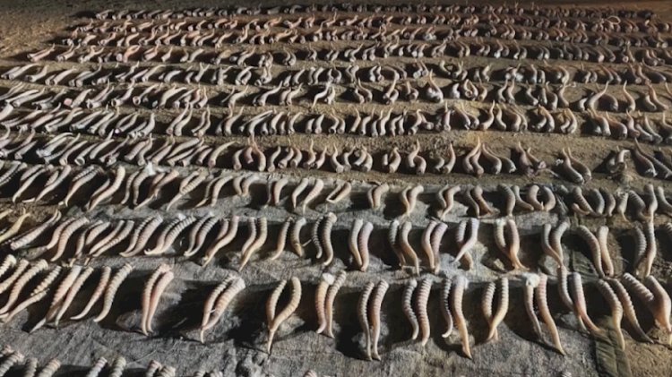 Киіктің киесінен қорықпайтындар көбейді....