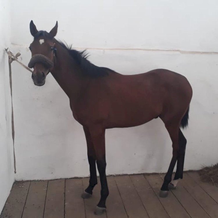 Бәйге атын ұрлап, соғымға сойып алған