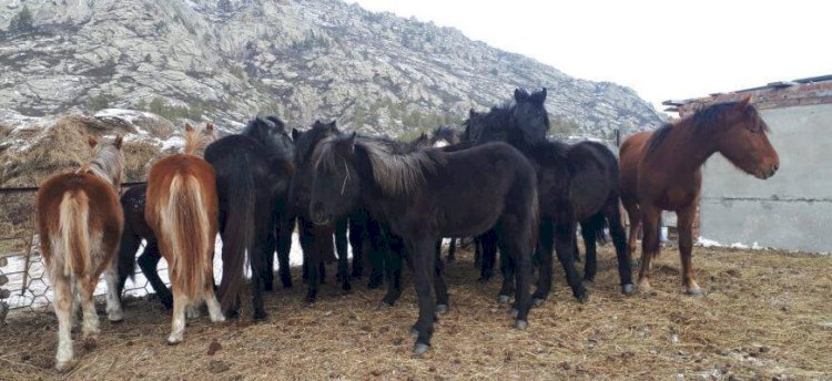 Алматы облысының полицейлері 43 бас жылқыны қолды қылған күдіктілерді анықтады
