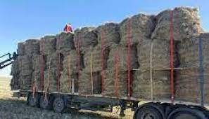 Өңірлерде қысқа қажетті мал азығының 99%-ы дайындалды