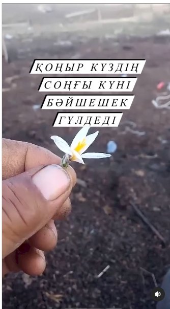 Қарашаның соңғы күні... Бәйшешек гүлдеді