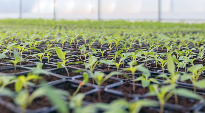 АШМ өсімдік шаруашылығын субсидиялау қағидаларына тиісті өзгерістер енгізді