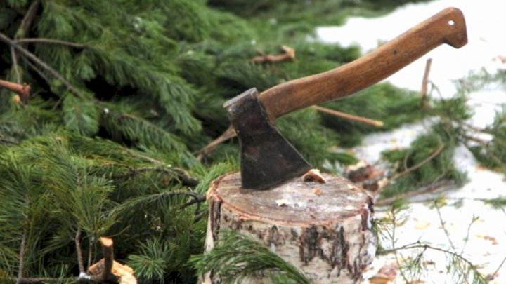 Шырша кессең, шығындаласың!