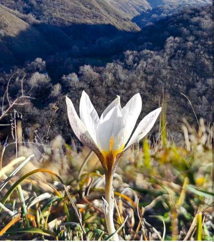 Алматыда бәйшешек гүлдеді