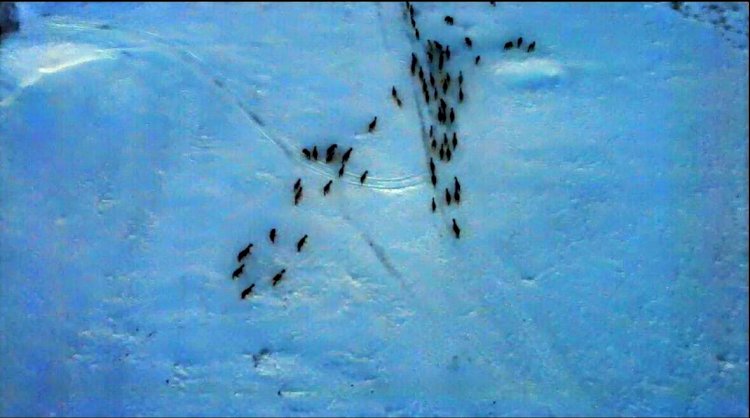 Полицейлер  жоғалған 103 жылқыны иелеріне қайтарып берді