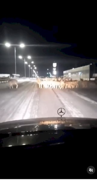 Киіктер көшеге шығып кетті