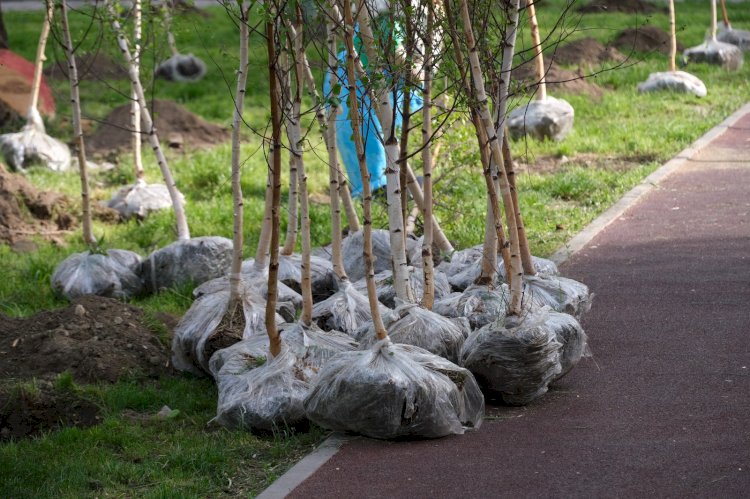 Алматыда 2030 жылға дейін 2,5 миллионнан астам ағаш отырғызылады