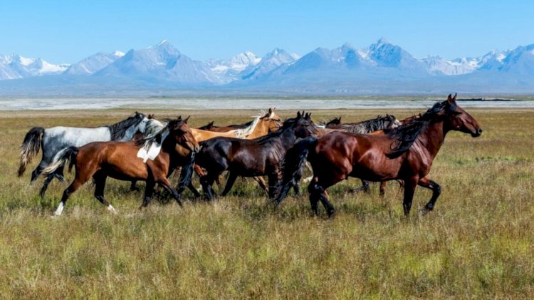 Адай жылқысы ұлттық брендке айнала ма?