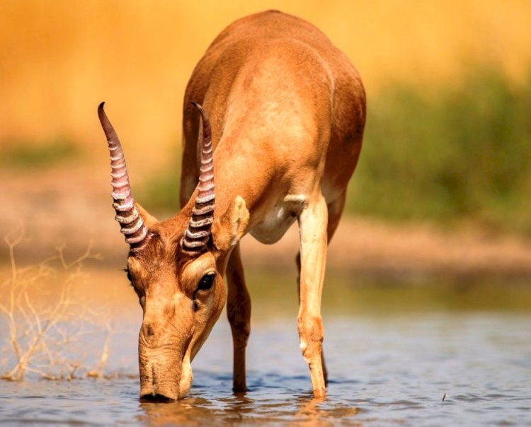 Голливуд актері Қазақстанды ақбөкеннің көбеюімен құттықтады