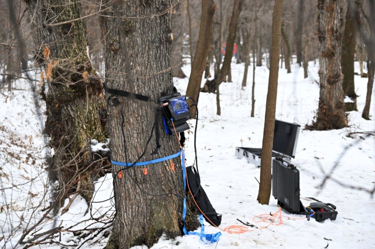 Алматыда кесілуі тиіс ауру ағаштар жаңа технологиялар көмегімен анықталады
