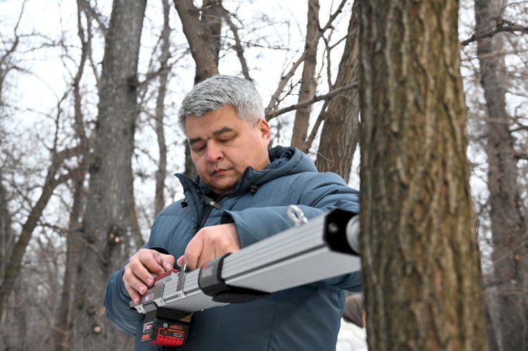 Алматыда ерте диагностиканың көмегімен апатты ағаштардың санын қысқартуға ниетті