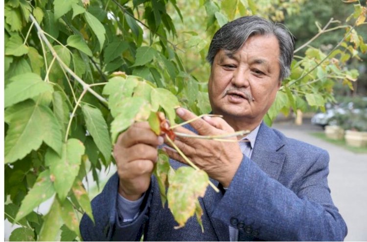 Сарапшы - Баум тоғайын құтқару үшін апатты ағаштарды санитарлық кесу қажет