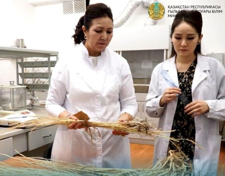 Отандық ғалым көпжылдық бидайды нарыққа шығармақ