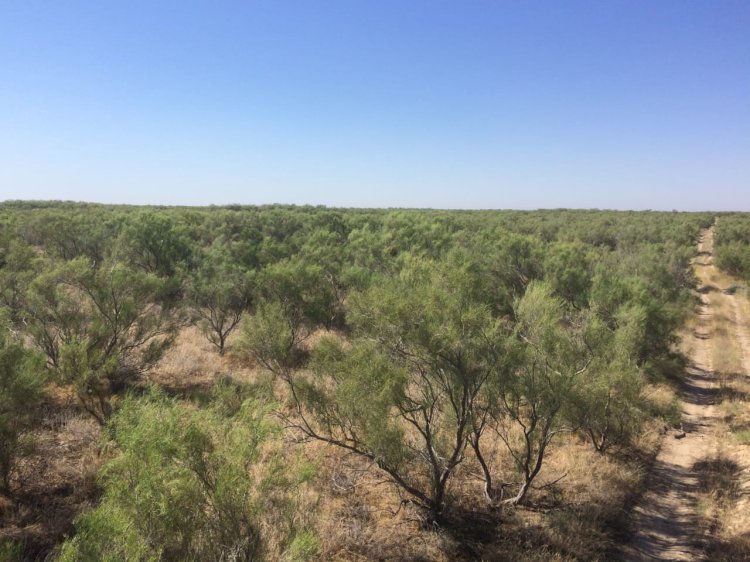 Енді бес жыл бойы сексеуілді кесуге болмайды