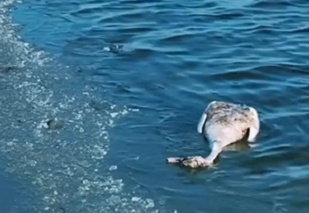 Қаракөл көлінде аққулар қырылып қалды