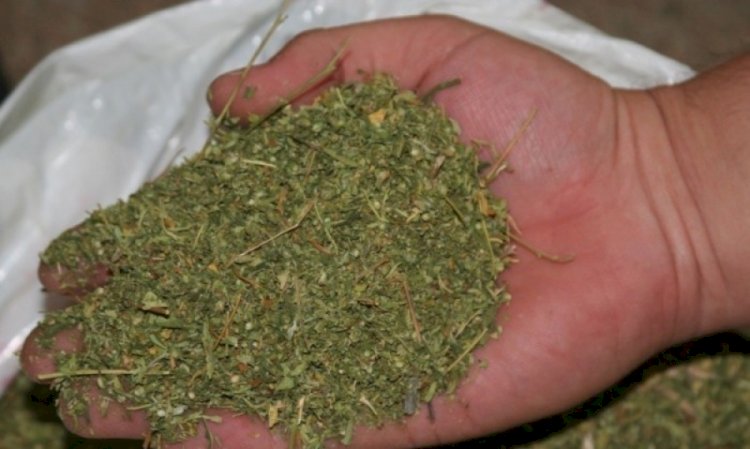 ҰҚК былтыр 20 млрд теңгенің есірткісін тәркілеген