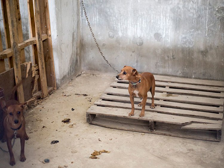 Иттің етін жеуге заңмен тыйым салынды