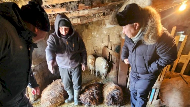 Белгісіз аң бір үйдің 15 қойын қырып кеткен