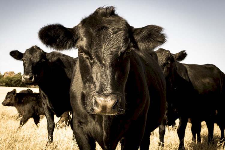 АШМ ірі қара және ұсақ мал экспортына квоталарды жаңартады