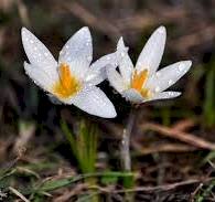 Түркістанда бәйшешек гүлдеді