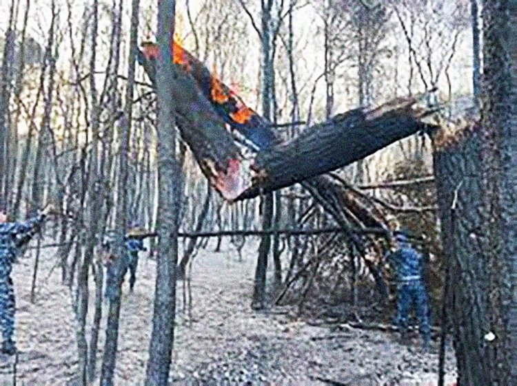 Өртенген ағаш өңделе ме?