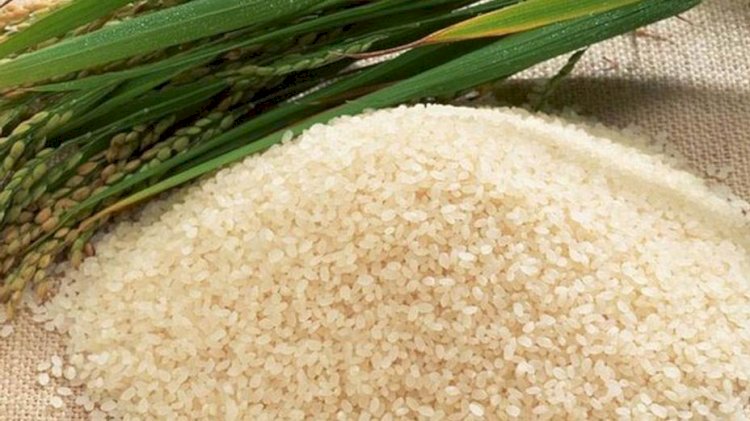 "Сыр сұлуы" деп аталатын күріш сорты шығарылды