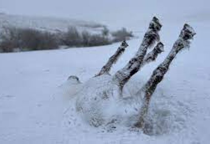 Моңғолияның  қатты қысында 1,5 миллион мал қырылды