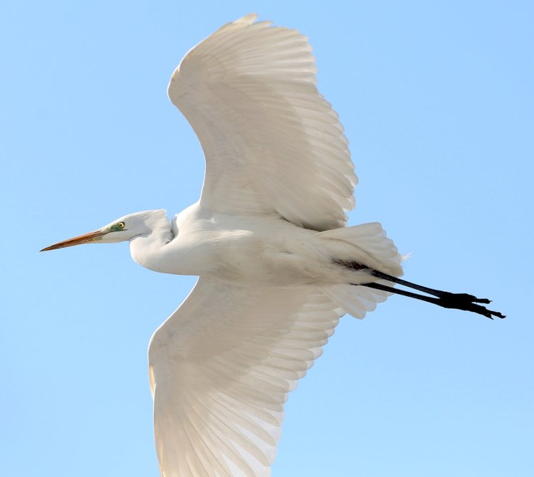 Атылған аққұтан жайлы мән-жайды полиция анықтап жатыр