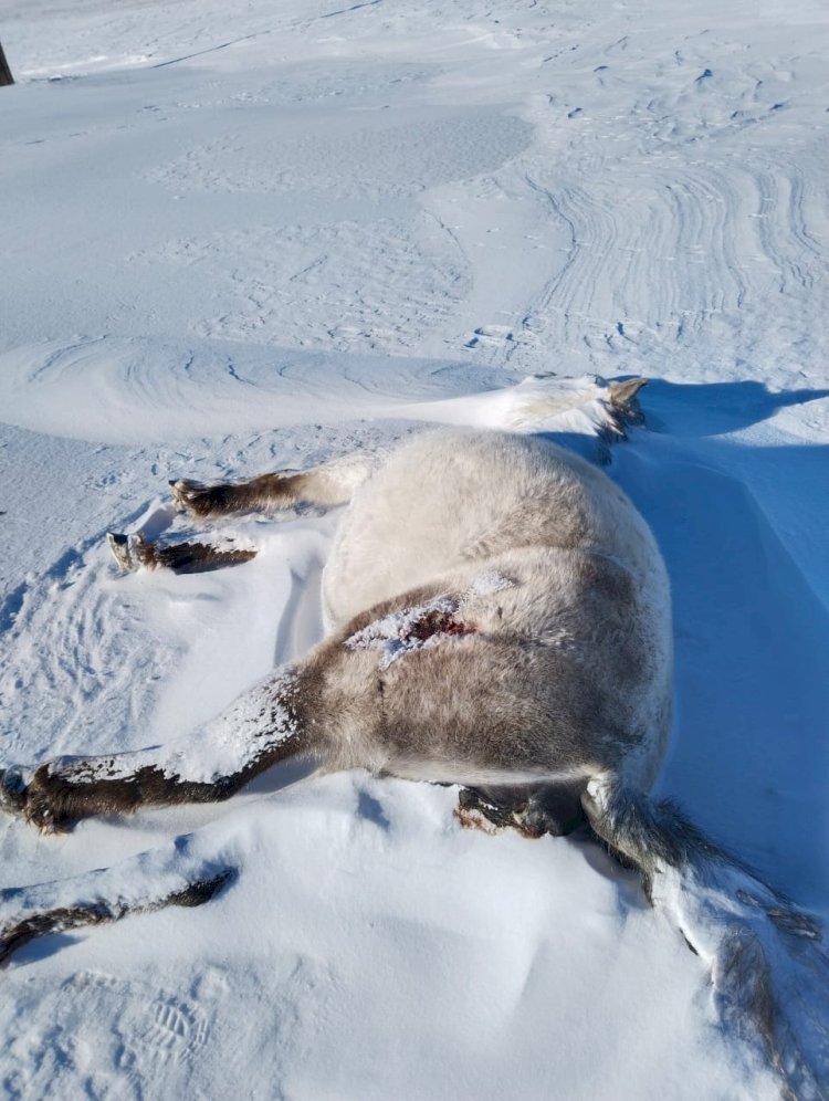 Мал баққан елдің жағдайы аса мүшкіл