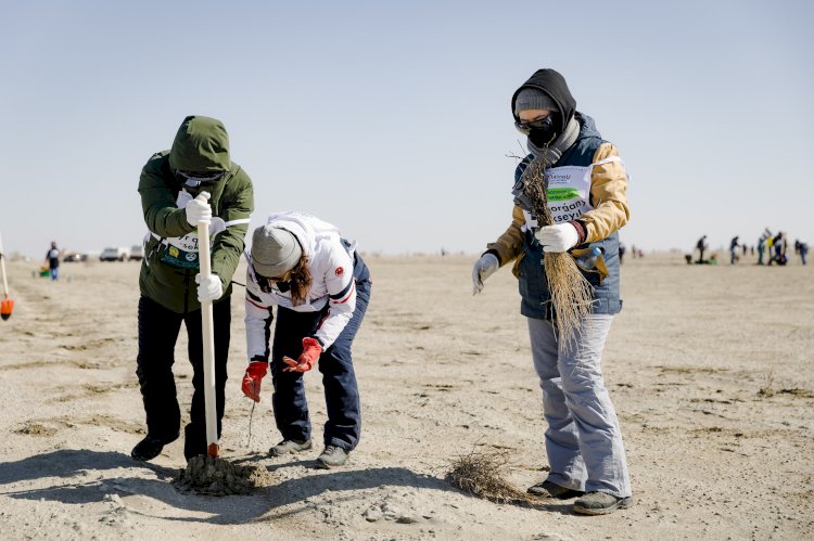 5100 сексеуіл көшеті отырғызылды