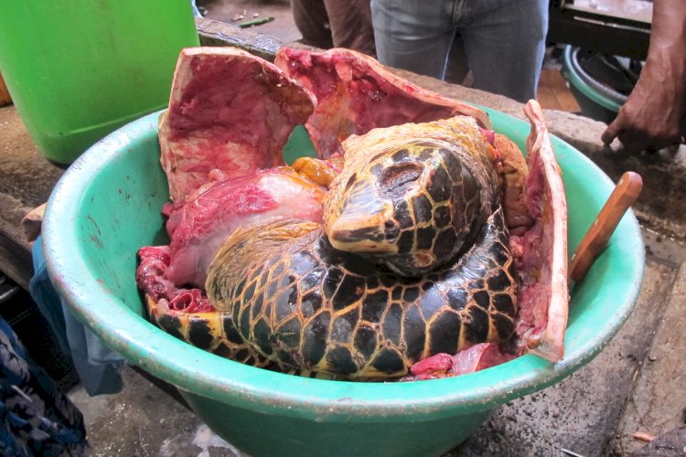 Тасбақа етін жегендер қайтыс болды