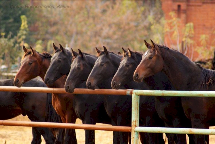 Шаруа қожалық иесін сан соқтырған алаяқ ұсталды