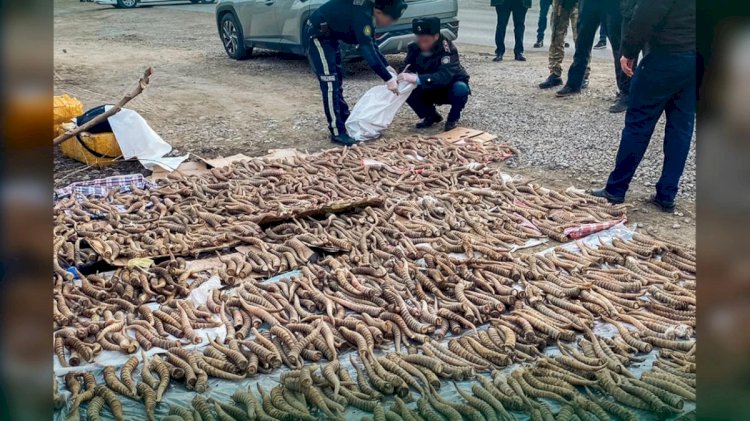 Киік мүйізін сатумен айналысқан 3 қазақстандық ұсталды