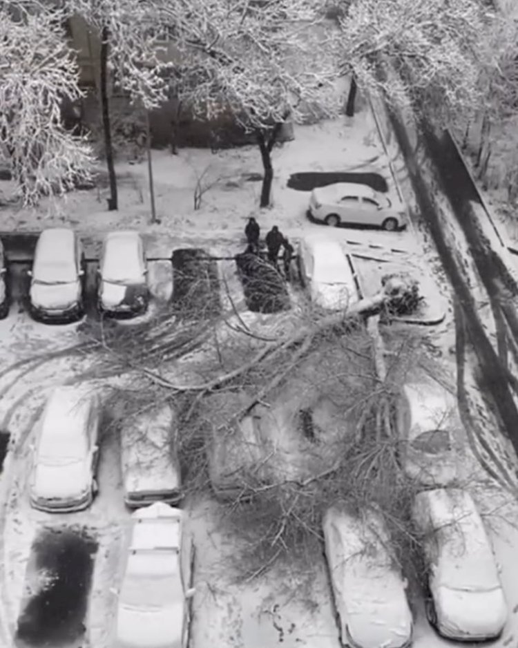 Алматыда апатты ағаштар бірнеше көлікті басып қалды