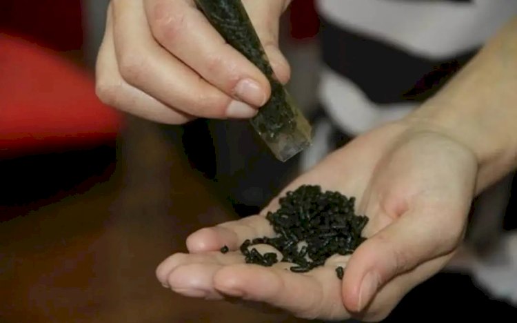 3,5 мың тонна насыбай тәркіленді