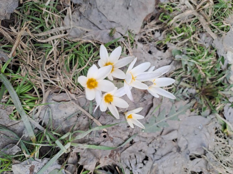 Алматыда Наурыз шешек гүлдеді