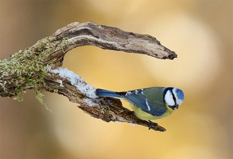 Жыл басының бірінші көгі – Бәйшешек, Наурыз шешек