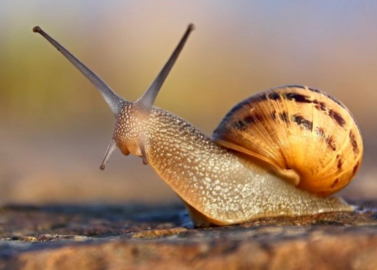 Ұлу ма, ұлыма ма?