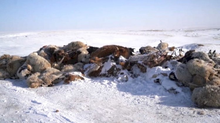 Монғолияда 1 жарым миллион мал қырылып қалды