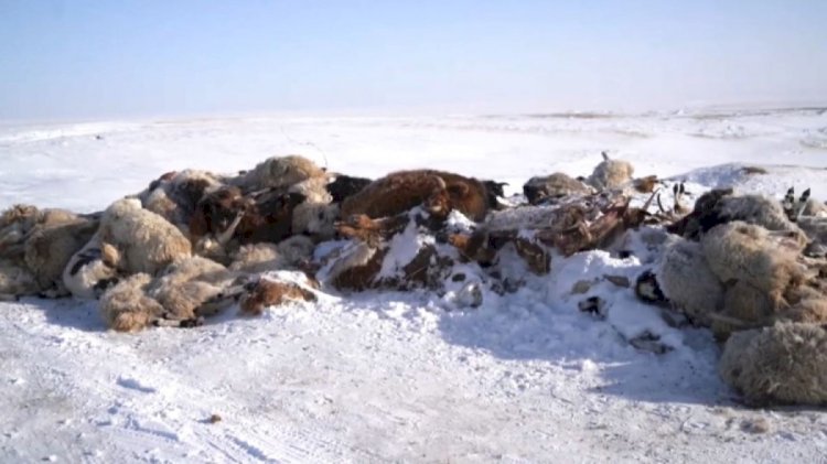 Моңғолияны жұт жайлады