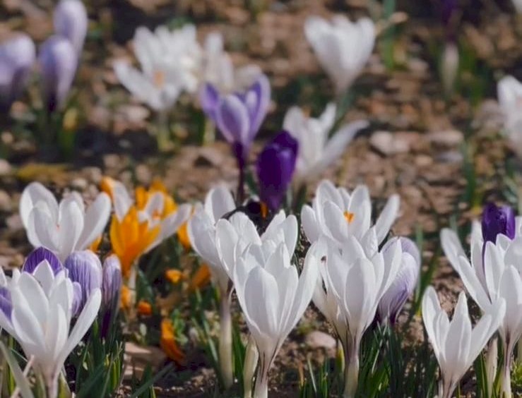 Алматыда крокустар гүлдеді