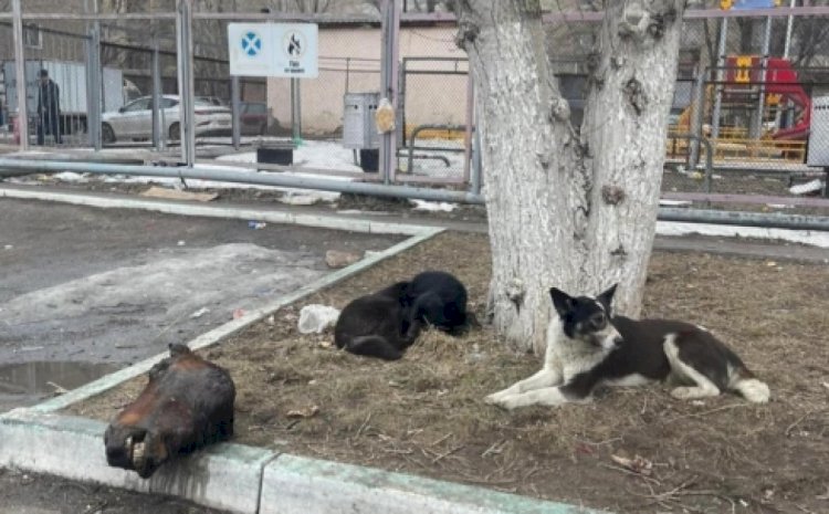 Балалар алаңынан кесілген жылқының басы табылды