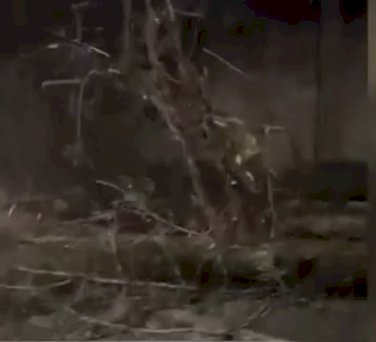 Алматыда 13 көлікті ағаш басып қалған