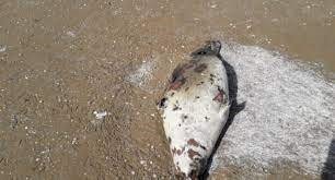 Каспий жағалауынан итбалықтардың өлексесі табылды