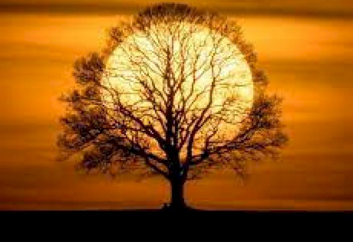 Ағаштар жаһандық жылыну қарқынын арттырады екен