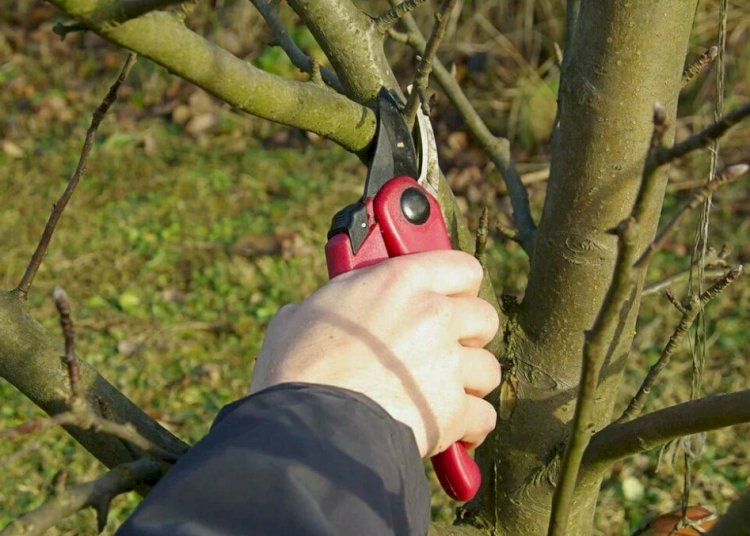 Алма ағашын көктемде қырқудың тиімді тәсілдері қандай?