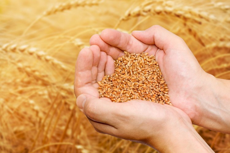 Адам баласының ризығы